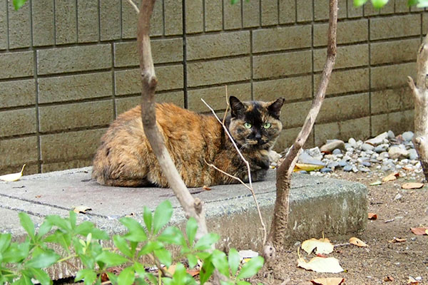 ロミ　横から