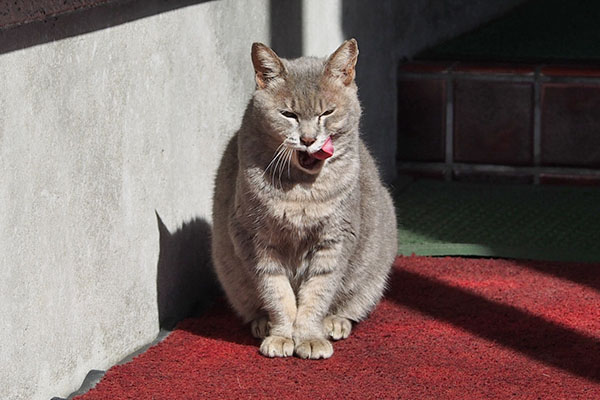 シピ　うまうまにゃった