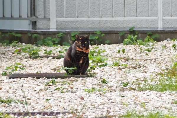 カラー　ズームの限界