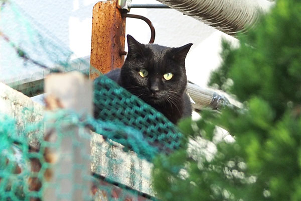 黒猫さん　再び見てる