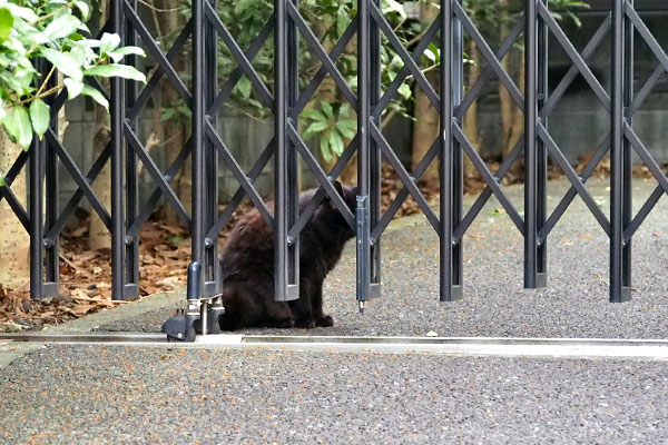 モフネ　キトが居る方向を見てる