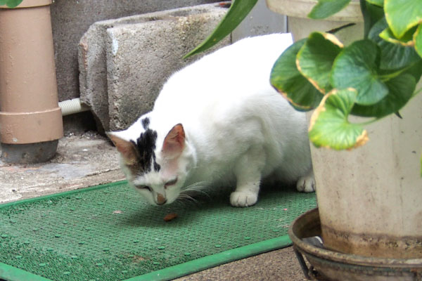 オーロラ　オヤツ食べる