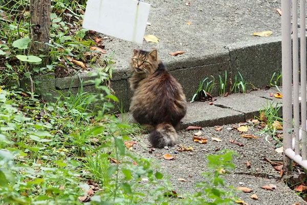 メレ　鳴いてる