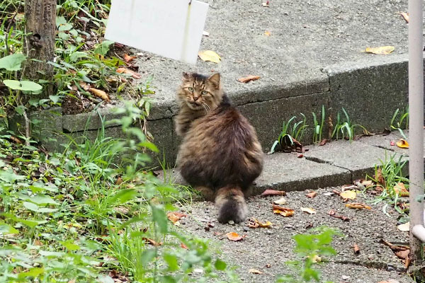 メレ　見ていた