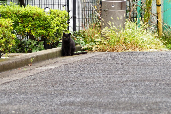 遠くにキト