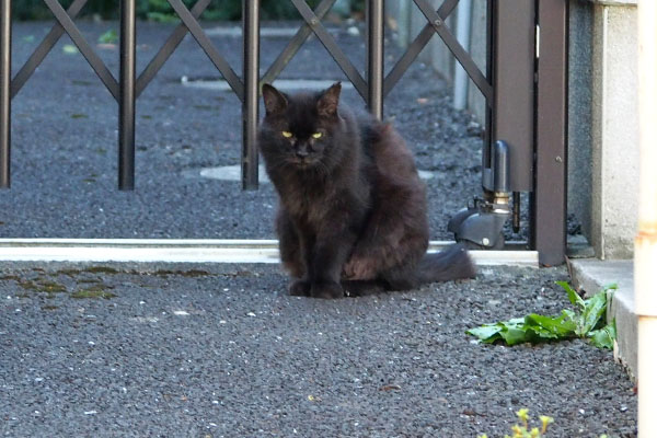 モフネ　疑惑の目に戻る