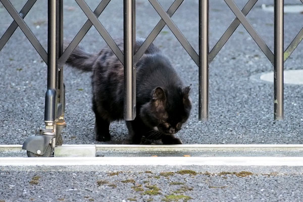 モフネ　食べる