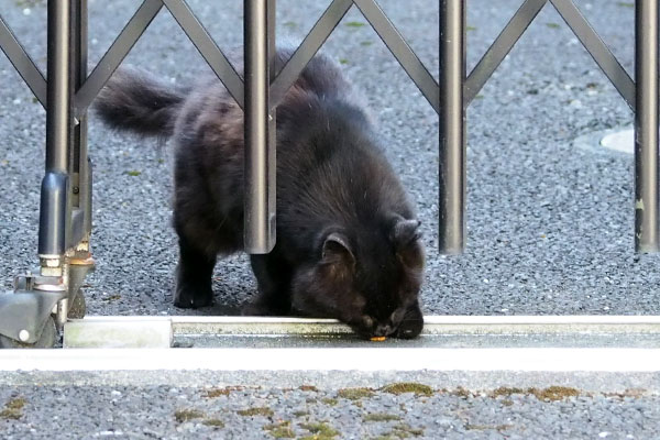 モフネ　食べる３