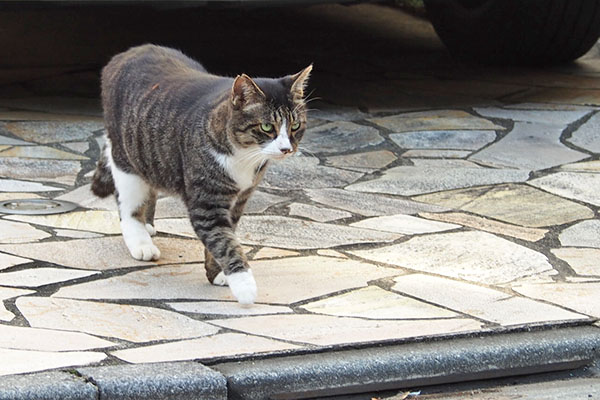 アシメ　カリカリ