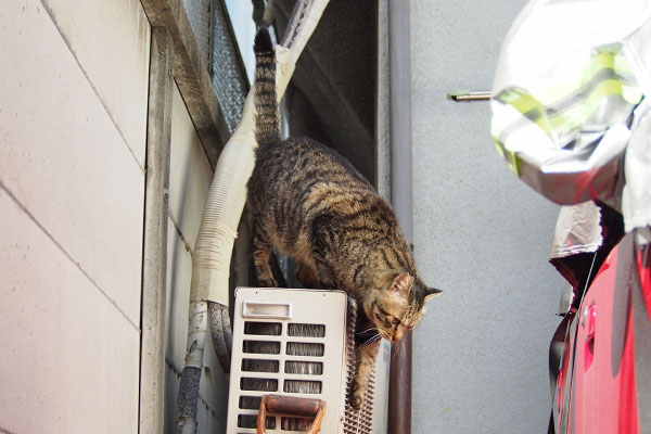 シマヲ　ボク居まーす