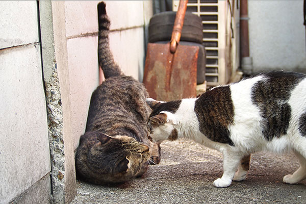 顔を近づけて　セイ