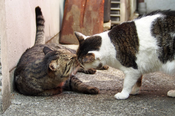 近い　セイとシマヲ