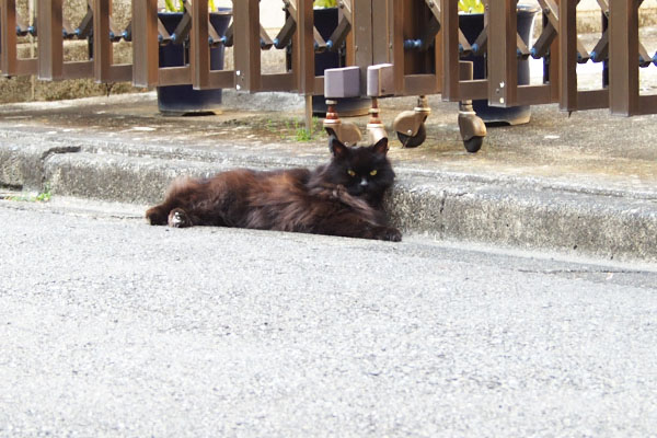 ハリマ　くつろぎ中