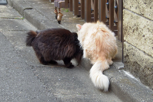 ナリコとハリマ　一緒に食べてる