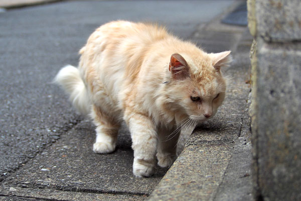 おかわり　ナリコ