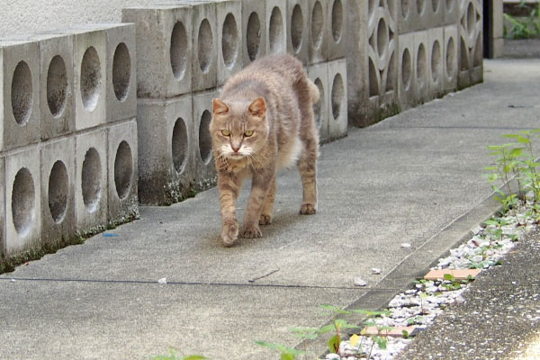 とてとてグリ