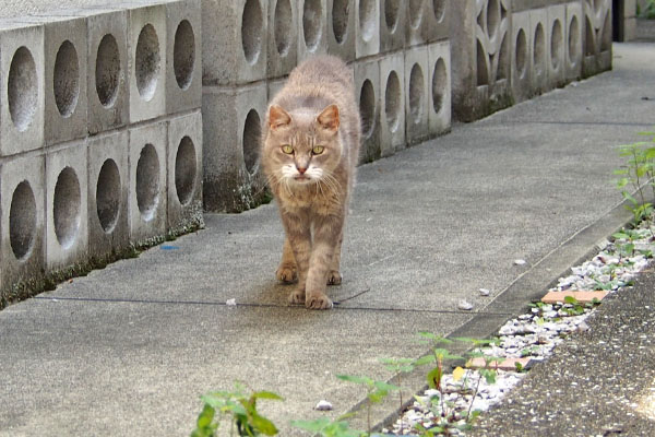 まっすぐ見て　グリ