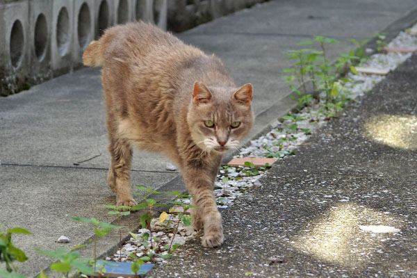 来ます　グリ