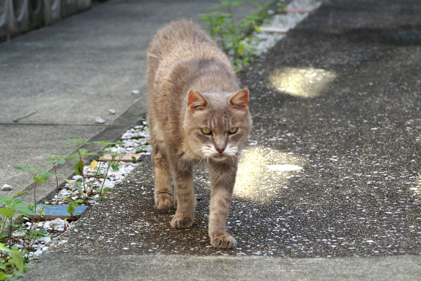 来てます　グリ