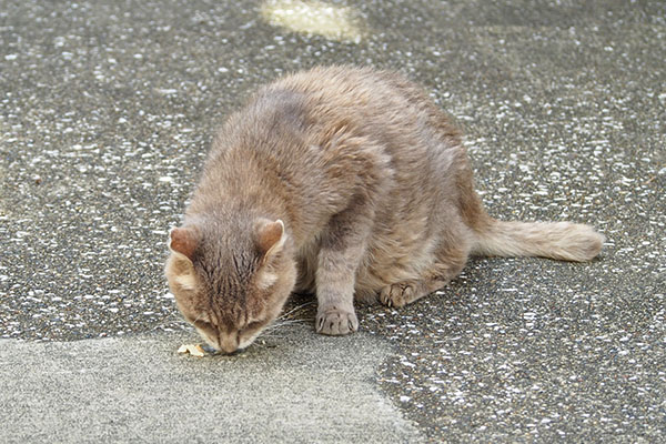 ちゅ～る食べる　グリ