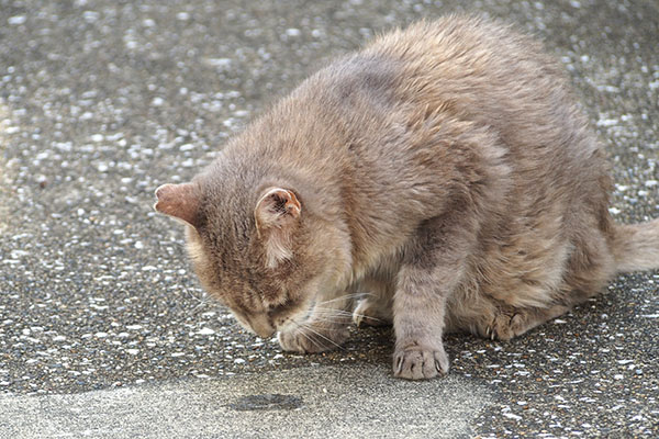 ちゅ～る食べ終わる　グリ