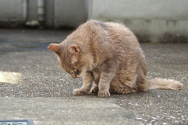 地面見てる　グリ