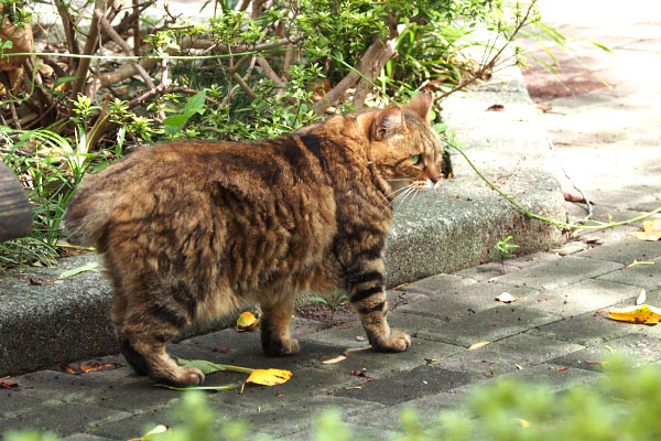 人が来ないか確認　クラタン