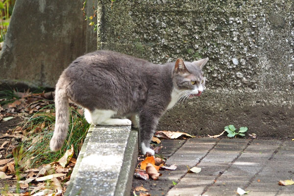 食べ終わった　レックス