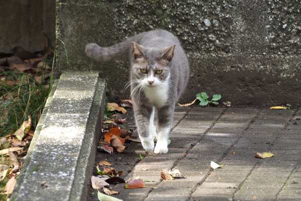 来るのか　レックス