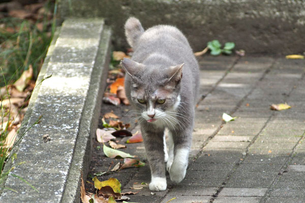 ずんずん　レックス