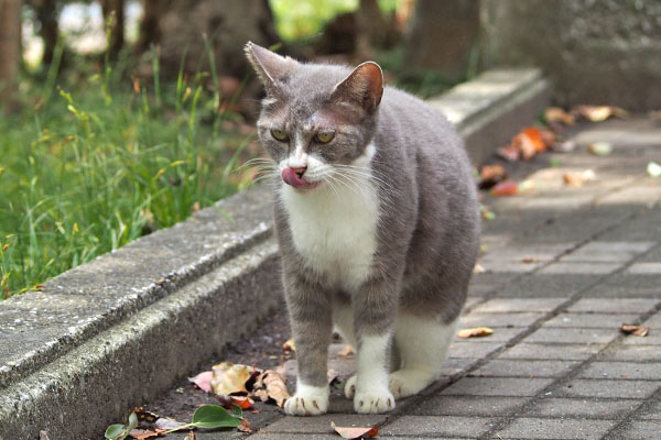 ぺろんちょ　レックス