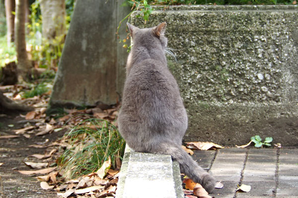 両耳後ろ向き　レックス