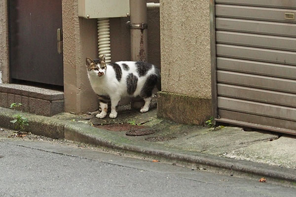 しぐれ　ヤバいにゃ