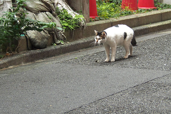 しろまる　しぐれを見つけた