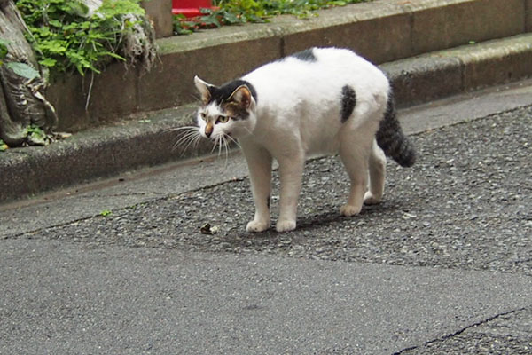 しろまる　鳴く