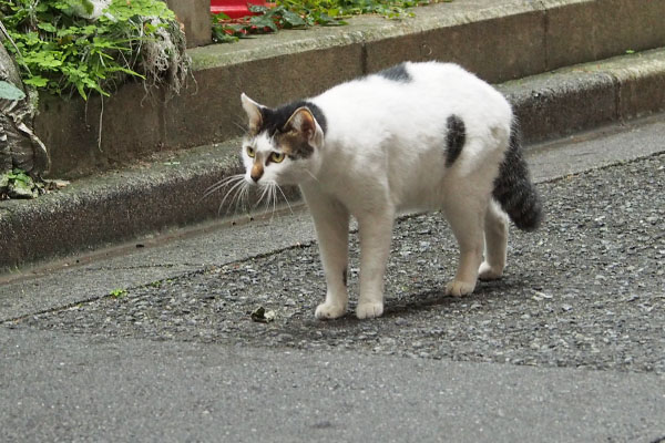 しろまる　おちつけ