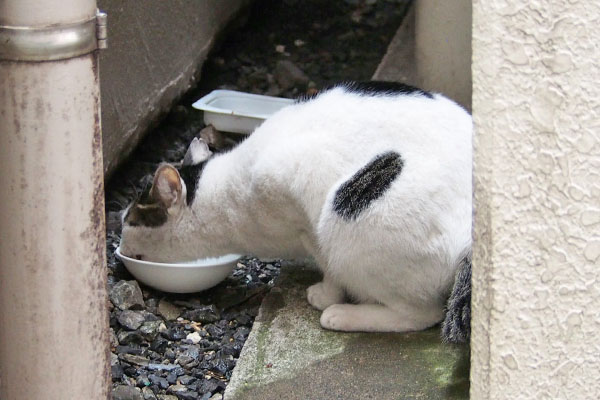 しろまる　しぐれの食べかけ