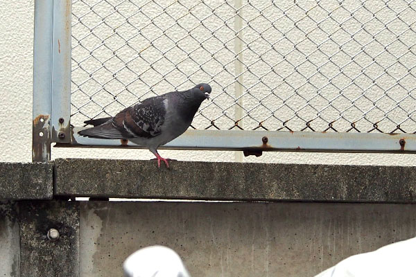 目が合った鳩