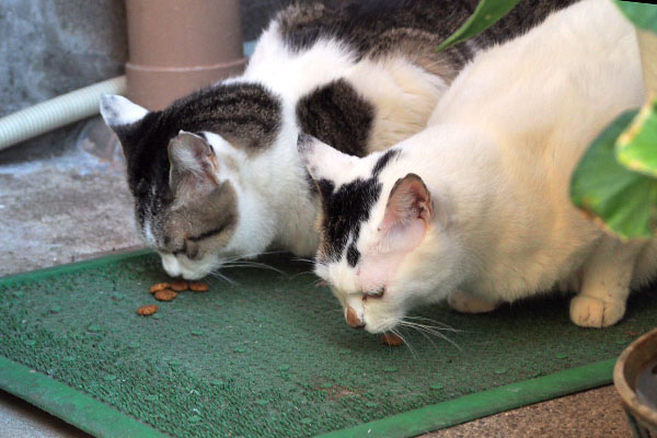 食べる　ケイとオーロラ２