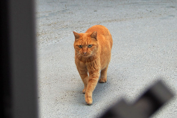 いかんいかん　ポー