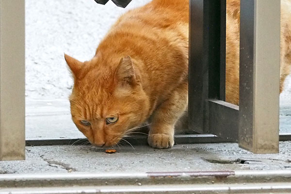 食べる真剣な顔　ポー