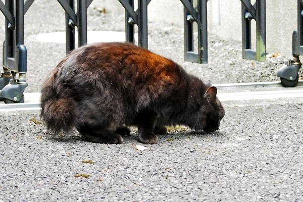 モフネ　食べる