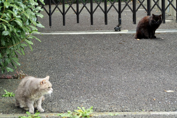 グリとモフネの距離