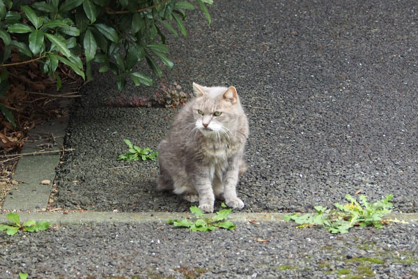 グリ　お代わりが欲しい