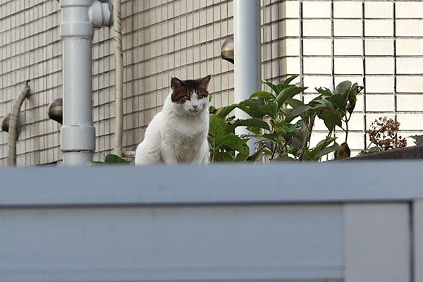 ルーフ　塀の上に