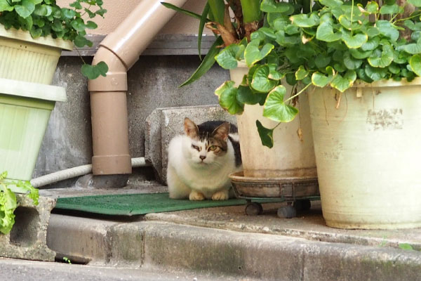 気付いたかな　ケイ