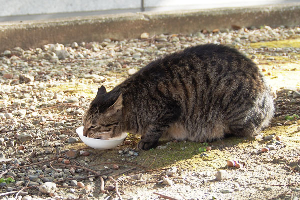 食べる　シマヲ