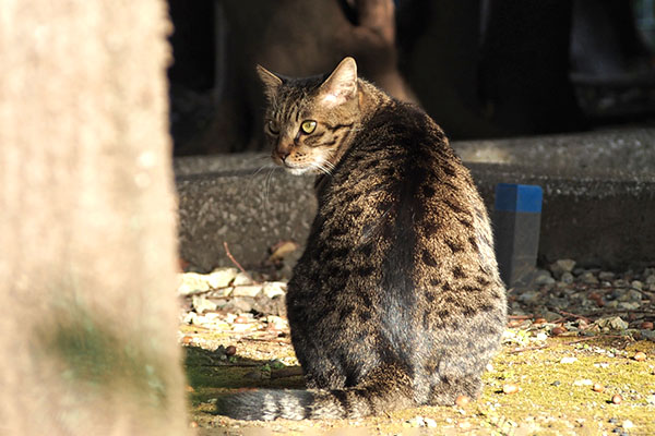 シマヲ　よそよそしいにゃね