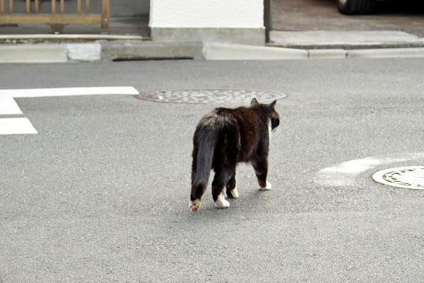 まっすぐ見て　ぶっち