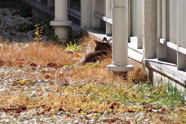 カラー　遠く見てた